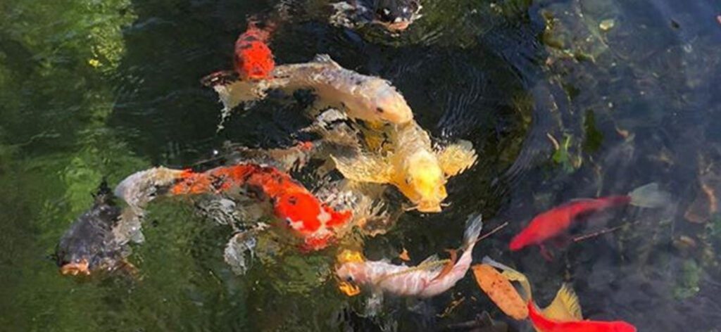 A group of fish swimming in the water.