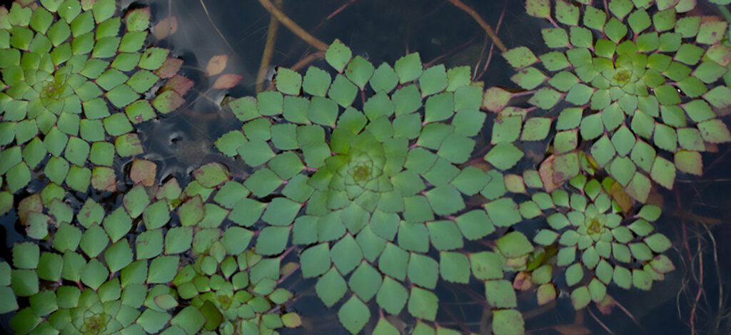 A close up of the leaves on a plant