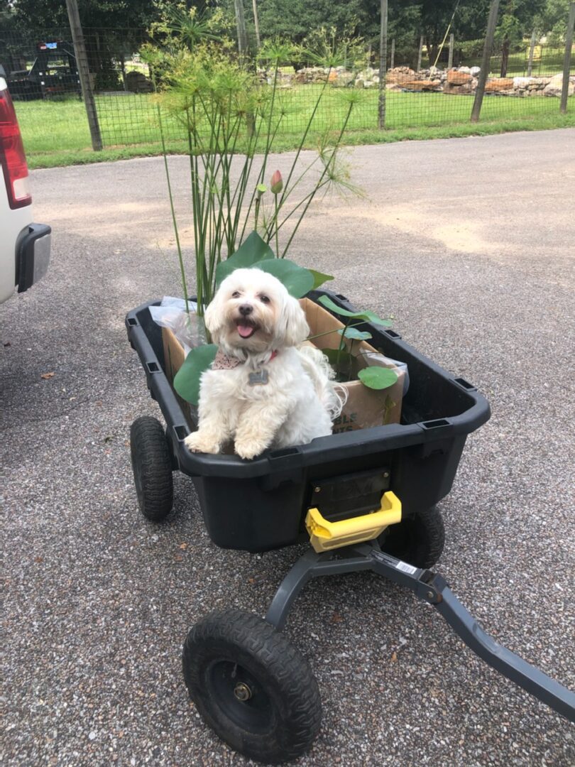 A dog sitting in the back of a wagon.