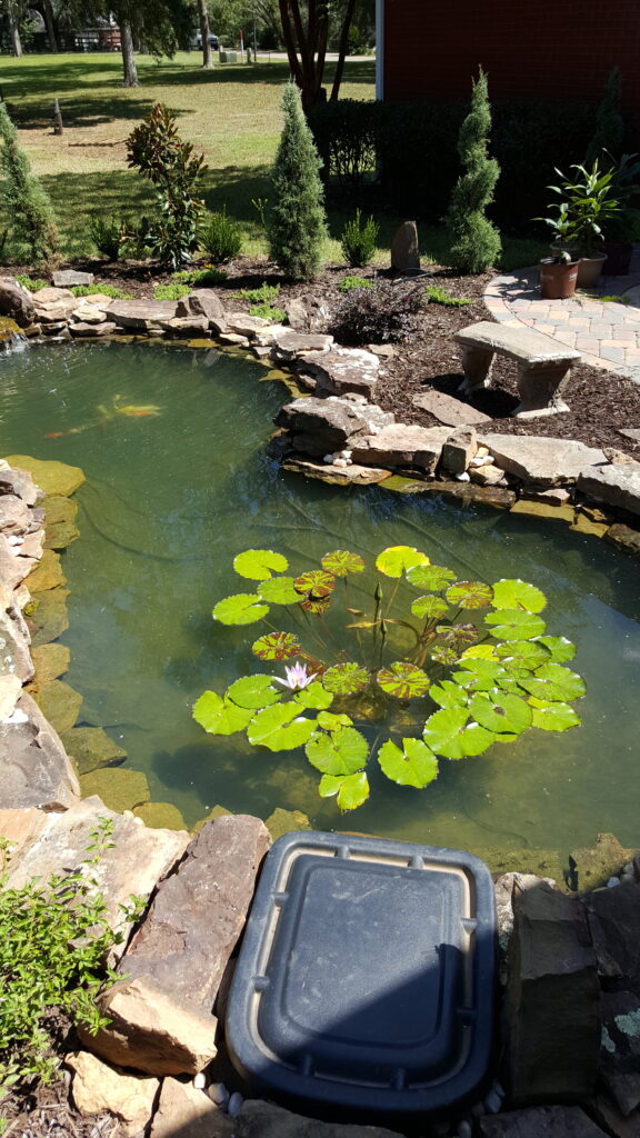 A pond with water lilies and rocks in it.