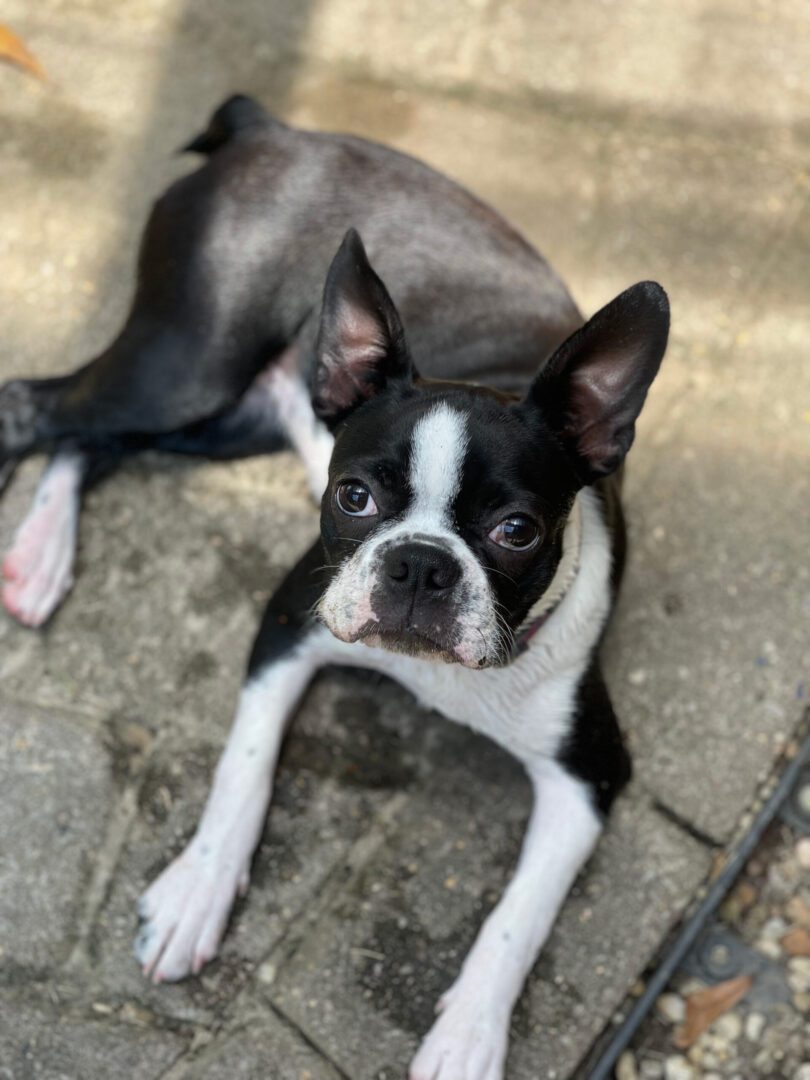 A black and white dog laying on the ground.