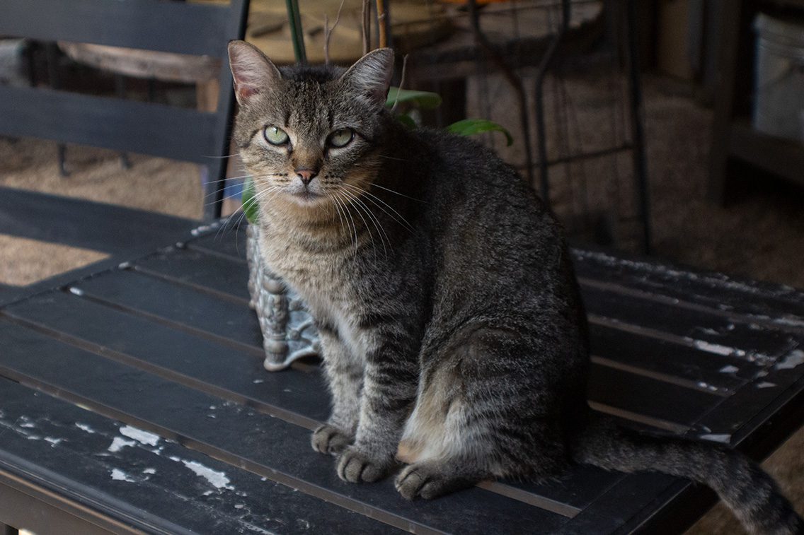 A cat sitting on top of a wooden bench.