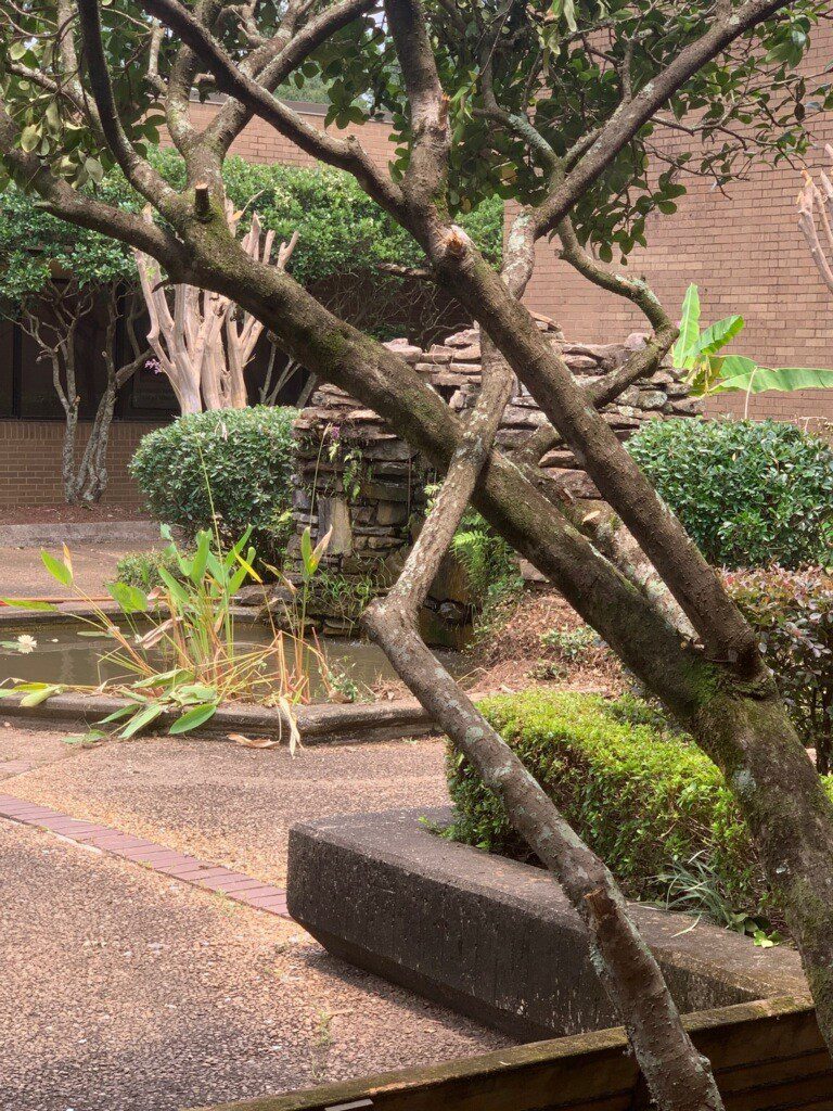 A tree in the middle of a garden