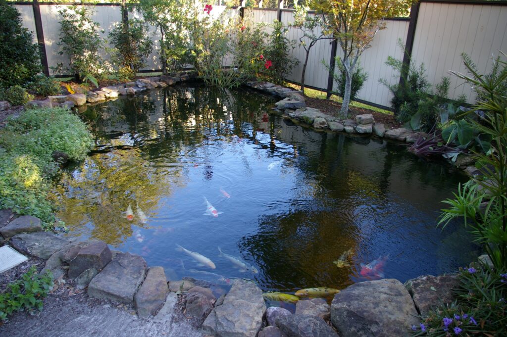 A pond with fish swimming in it