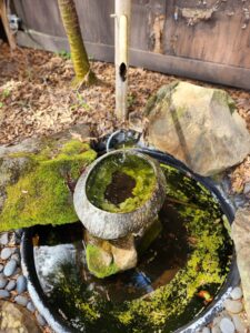 A close up of a bowl with moss on it