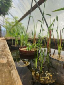 A pond with plants growing in it