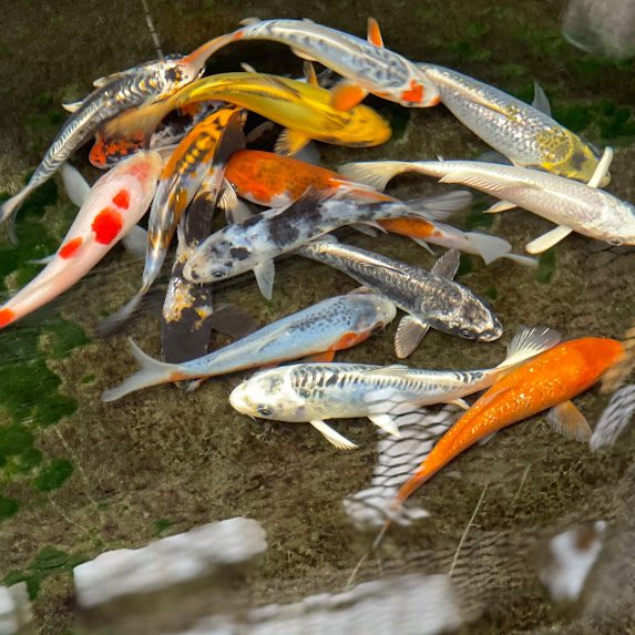 A group of colorful fish in the water.
