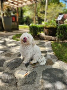 A white dog sitting on top of a stone walkway.