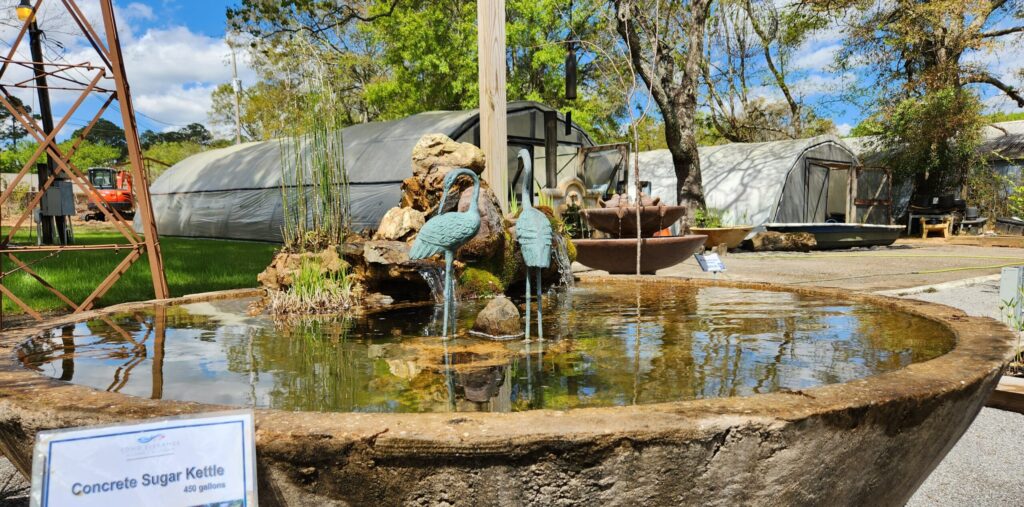 Two blue birds standing in a pond of water.