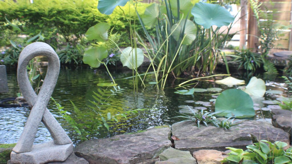 A pond with water lilies and rocks in it.