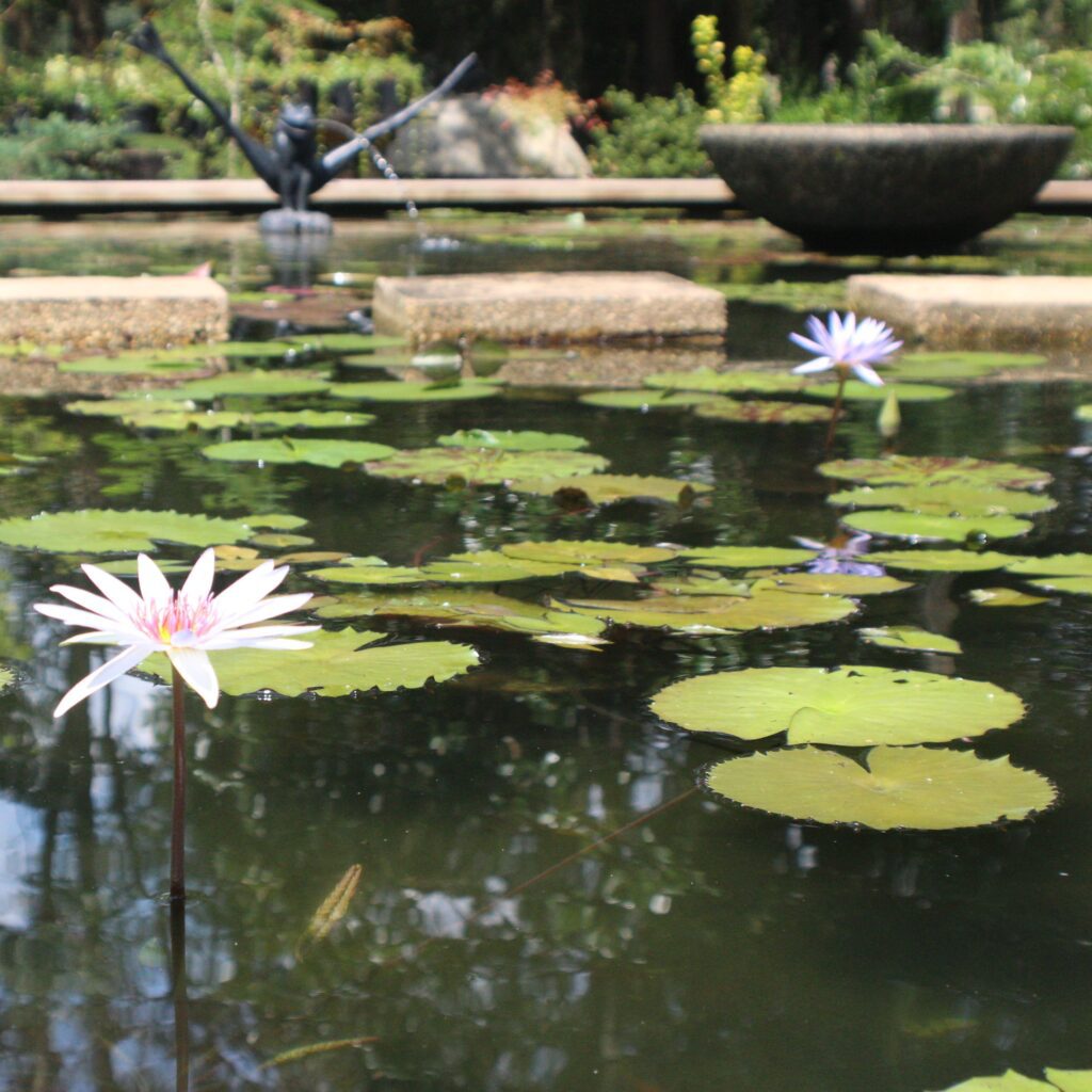 A pond with water lilies and fish in it.