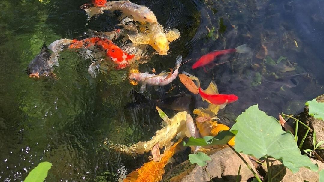 A pond filled with lots of colorful fish.
