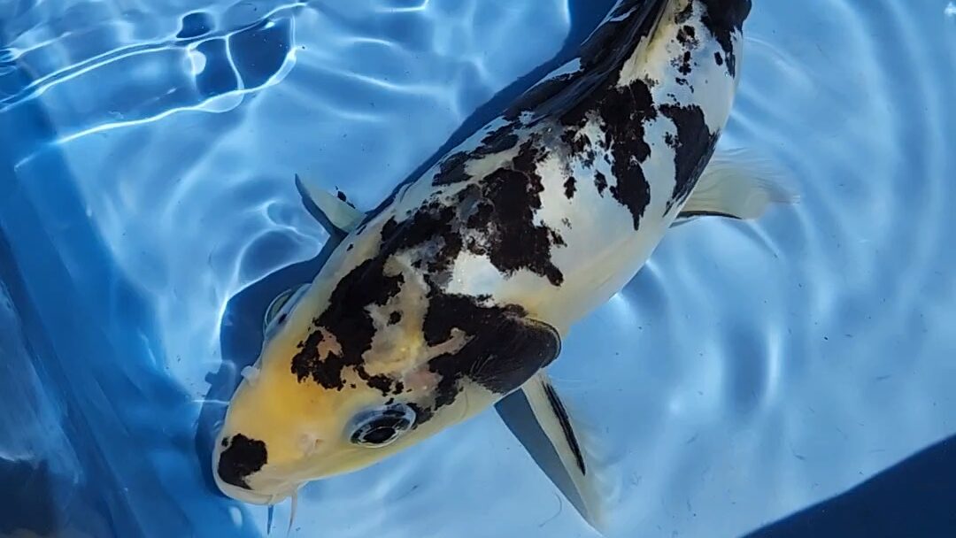 A fish swimming in the water near some steps.