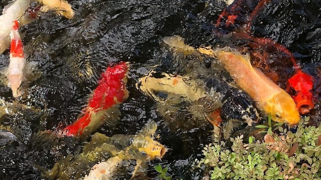 A group of fish swimming in the water.