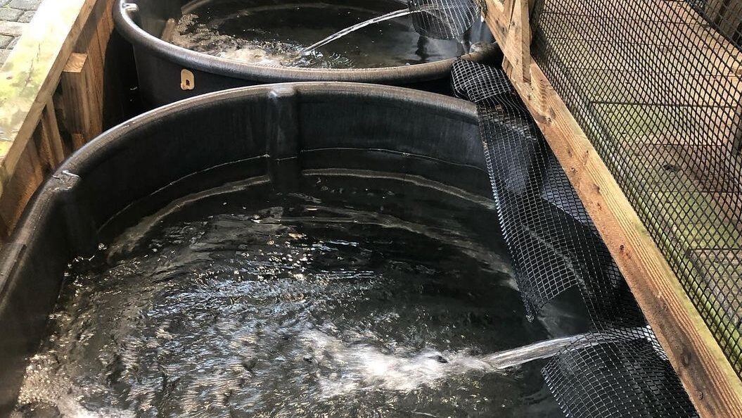 A group of black barrels with water coming out.