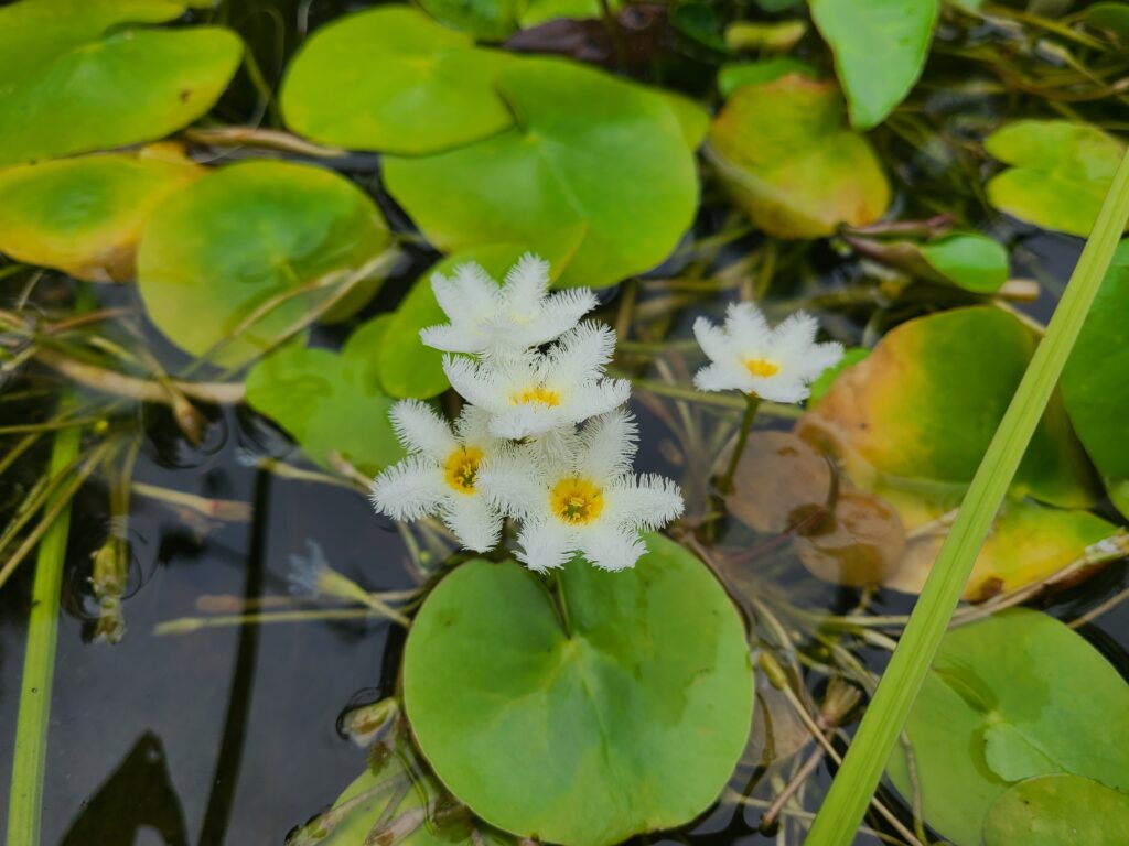 A group of white flowers in the water.