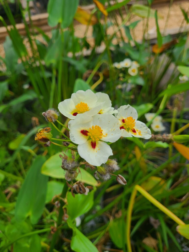 A close up of some flowers in the grass