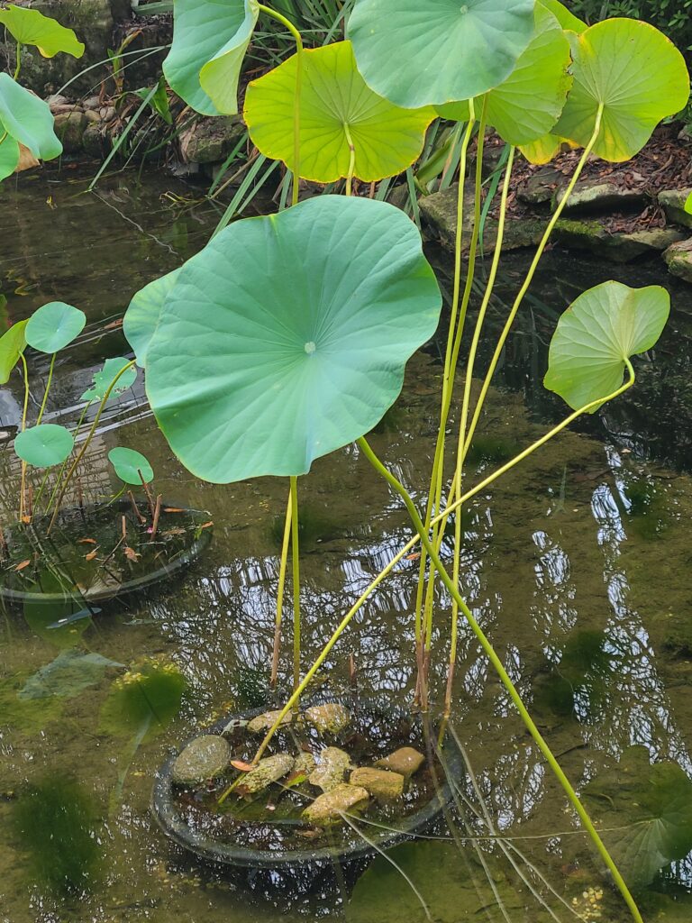 A green leaf floating in the water.