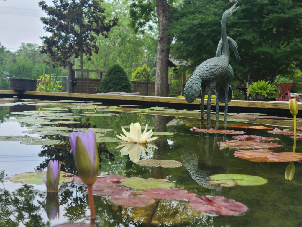A pond with water lilies and a bird statue.