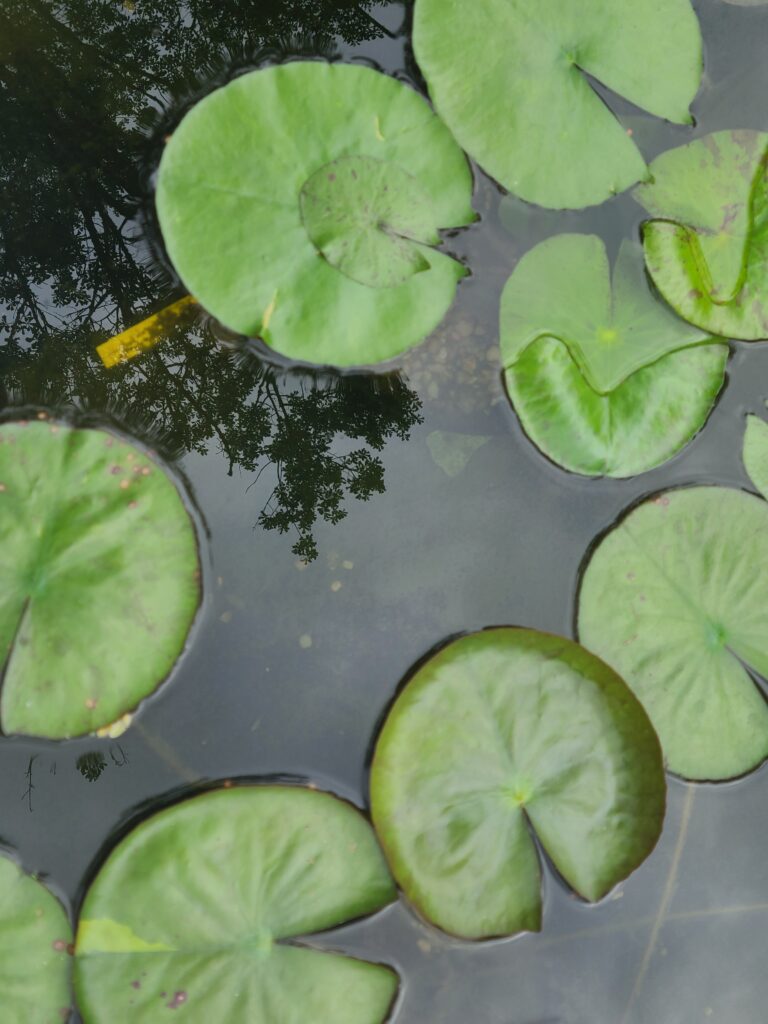 A pond with many green leaves floating on it.