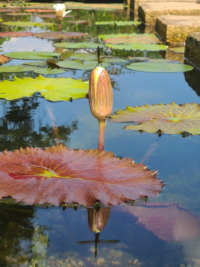 A pond with water lilies and a flower.