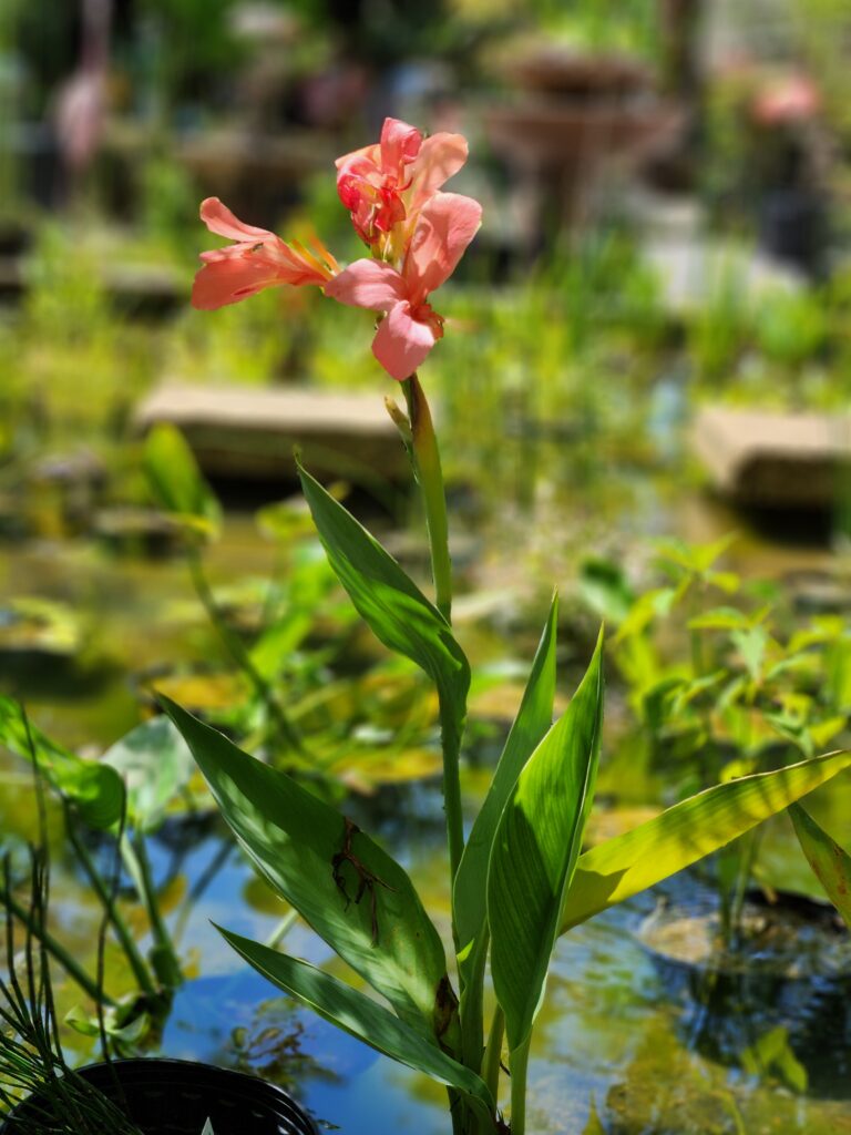 A pink flower is in the water