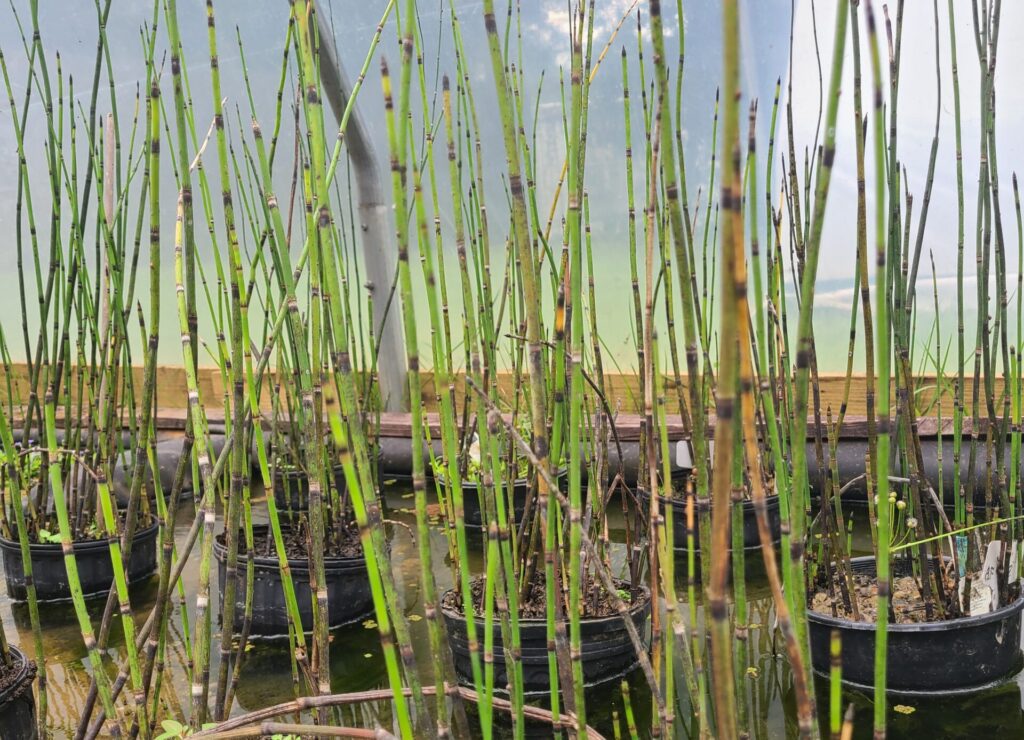 A bunch of tall grass growing in the water.