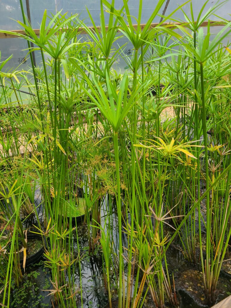 A close up of some plants in the water