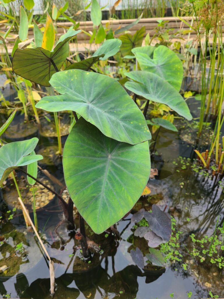 A green plant is in the water