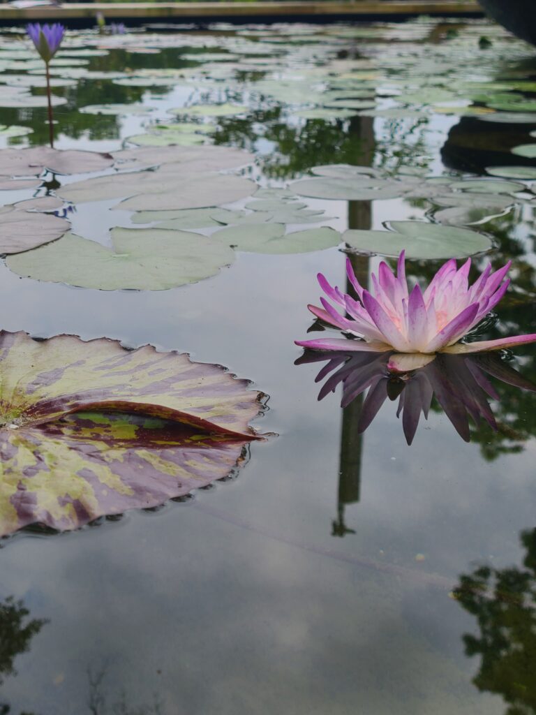 A purple flower floating on top of water.