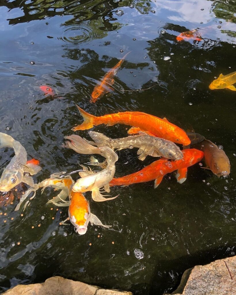 A group of fish swimming in the water.