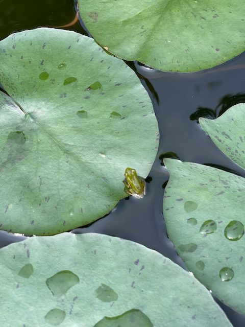 A frog sitting on top of a leaf in water.