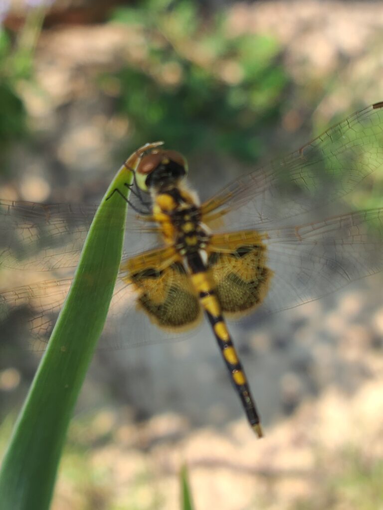 A close up of a dragonfly on the leaf