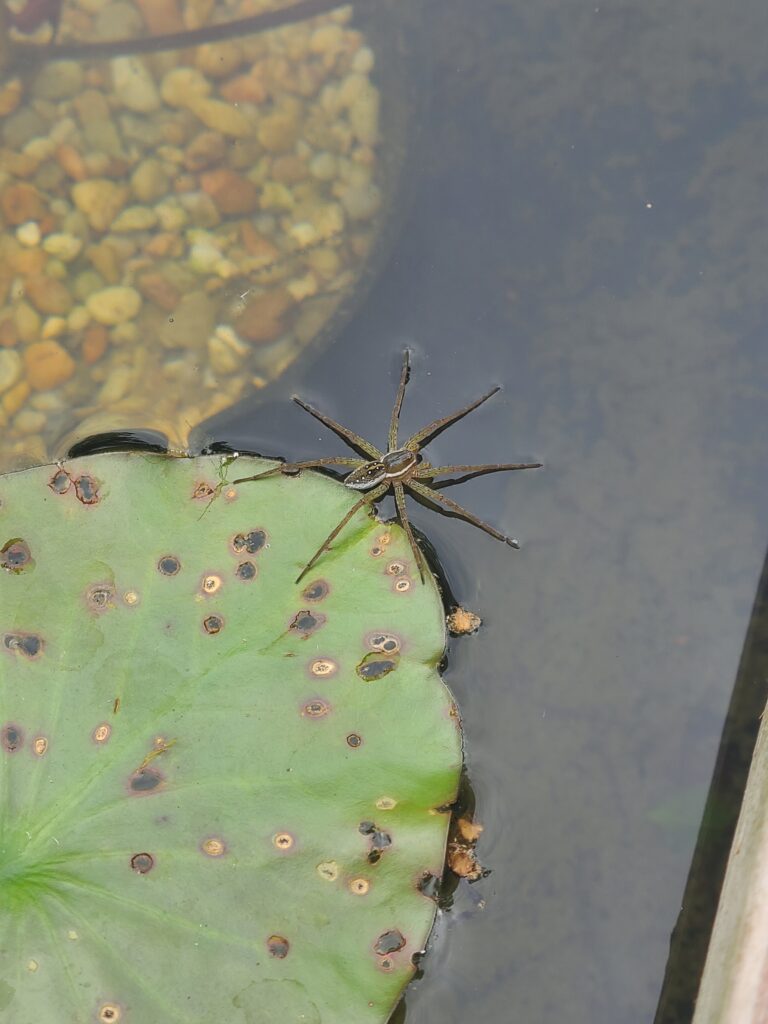 A spider sitting on top of a green leaf.