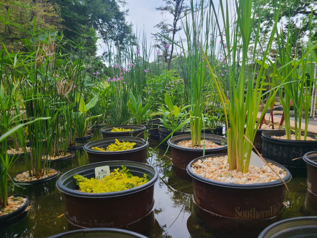 A group of plants in containers sitting on top of water.