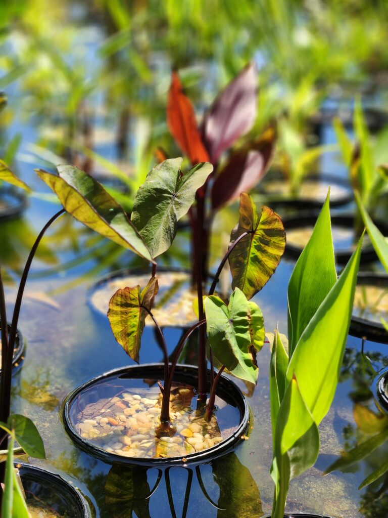 A plant that is growing in the ground.