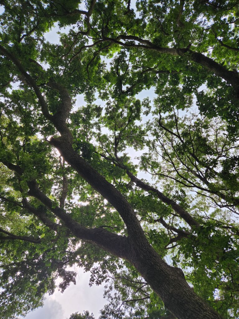 A tree with green leaves on it's branches.