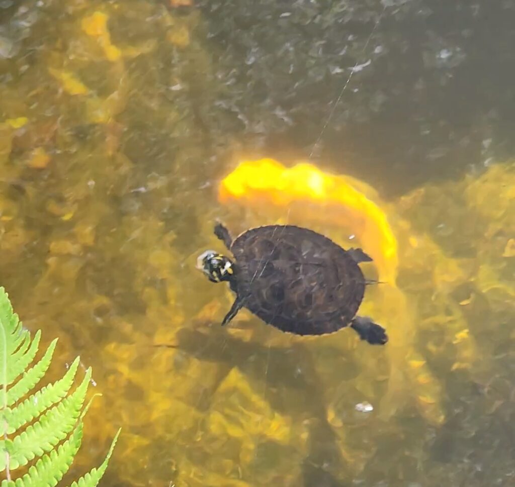 A turtle swimming in the water near some plants.